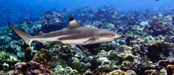 Black Tip Shark
